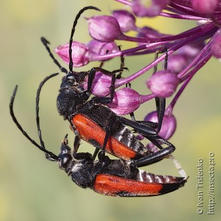 Самец и самка  (Stictoleptura cordigera)