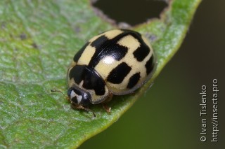 Имаго  (Propylea quatuordecimpunctata)
