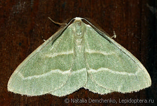 Hylaea fasciaria