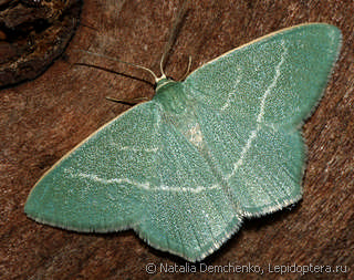 Chlorissa viridata