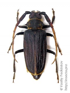 Самец  Sarmydus antennatus