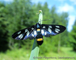 Amata nigricornis