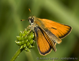 Thymelicus sylvestris