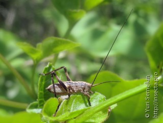 Личинка  Paratlanticus ussuriensis