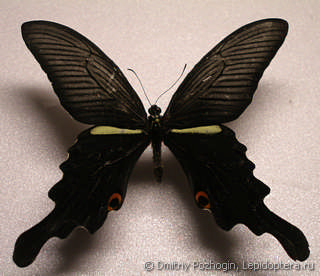 Papilio macilentus