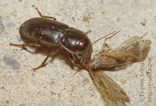 Самка  Acinopus laevigatus