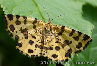 Pseudopanthera macularia