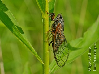 Cicadettini