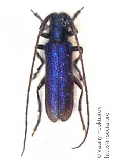 Самец  Agapanthia persicola