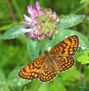 Melitaea ambigua