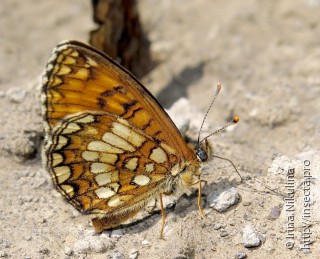 Melitaea ambigua