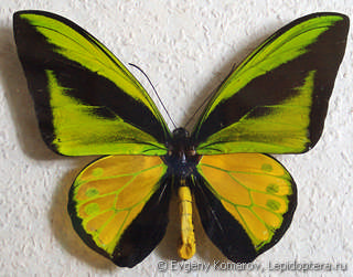 Ornithoptera goliath