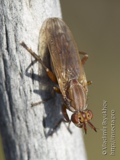 Sciomyzidae