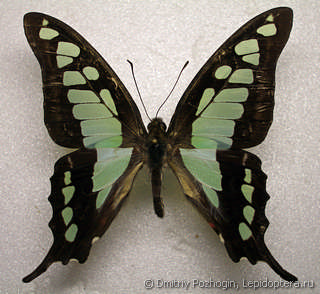 Самец  Graphium clymenius