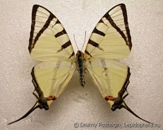 Graphium agetes