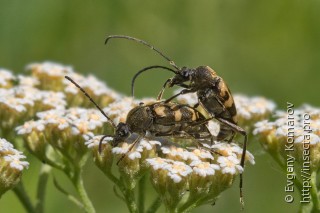Самец и самка  Pachytodes erraticus