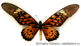 Самец  Papilio antimachus