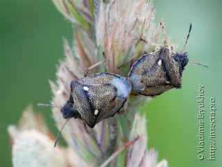 Самец и самка  Eysarcoris aeneus