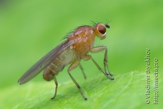 Heleomyzidae