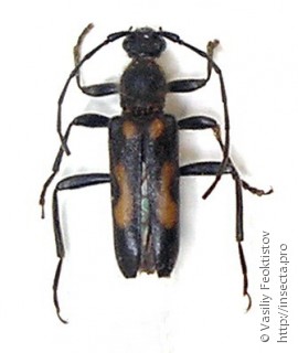 Имаго  Anoplodera sexguttata