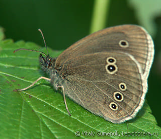 Aphantopus hyperantus