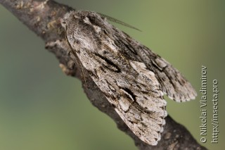 Brachionycha nubeculosa