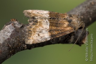 Имаго  (Mesoligia furuncula)