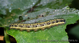 Pieris brassicae