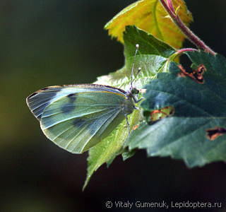 Pieris brassicae