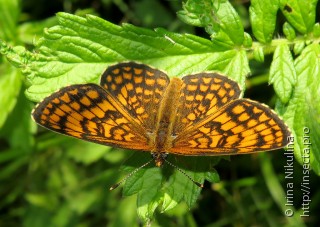 Melitaea ambigua