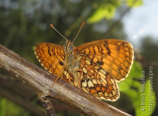 Melitaea ambigua