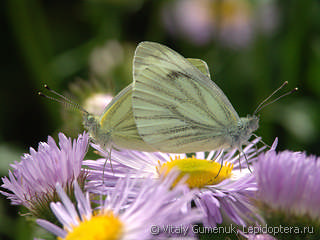 Pieris napi