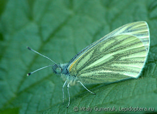 Pieris napi