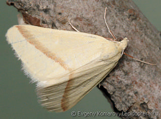 Имаго  (Casilda antophilaria)