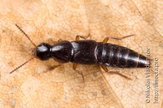 Staphylinidae