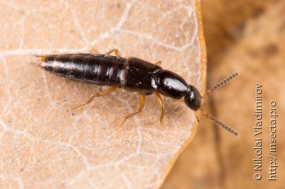 Staphylinidae