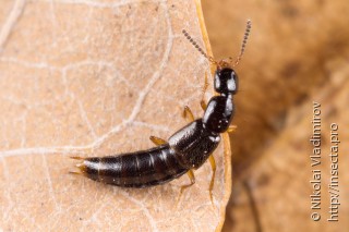 Staphylinidae