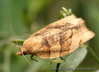 Pandemis cerasana