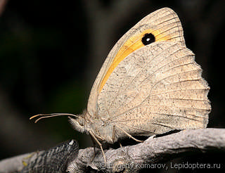 Hyponephele lupinus