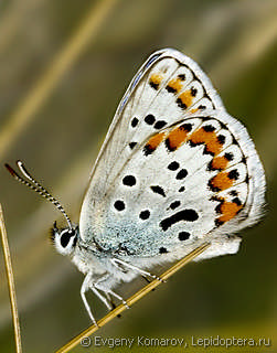 Plebejus pylaon