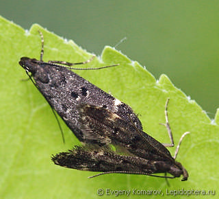 Самец и самка  Neofriseria peliella