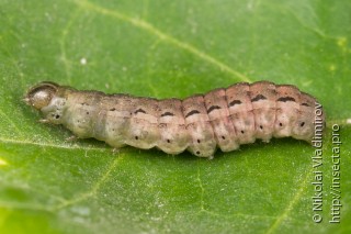 Spodoptera cilium