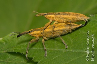 Самец и самка  Lixus iridis