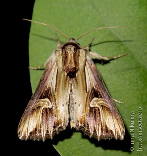 Actinotia polyodon