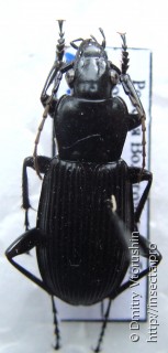   Pterostichus niger