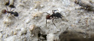 Имаго  Camponotus cruentatus