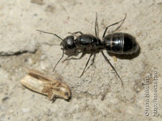 Имаго  Camponotus sachalinensis