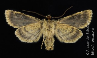 Самец  Bryoxena centralasiae