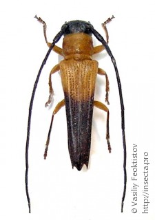 Самец  Oberea lateapicalis