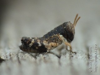 Acridoidea